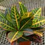 Croton – Petra – 6″